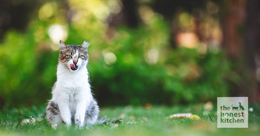 How To Support a Natural Diet for Your Cat