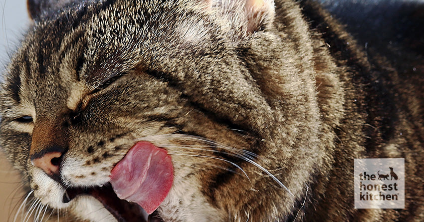 A Guide to Healthy Cat Food: What To Look for and What To Avoid