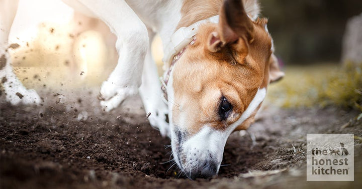 Why Dogs Bury Bones
