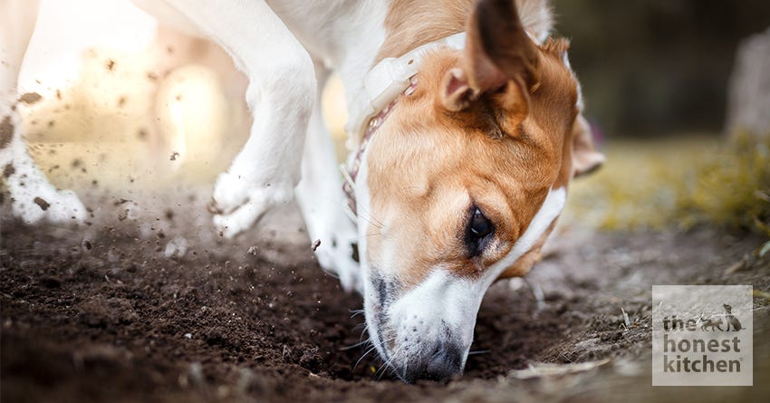 Why Dogs Bury Bones