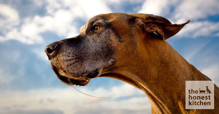 dog drool