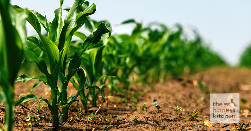 Everything You Need To Know About Non-GMO Dog Food