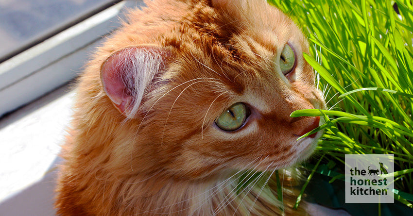 Why Do Cats Eat Grass? Is It Safe? – The Honest Kitchen