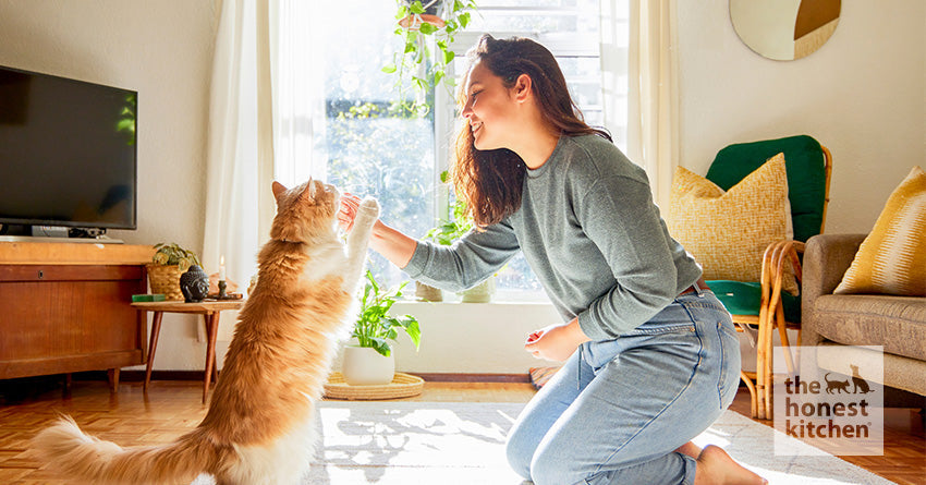 Organic Cat Treats: What Does It Mean & Other Healthy Treat Options – The Honest Kitchen