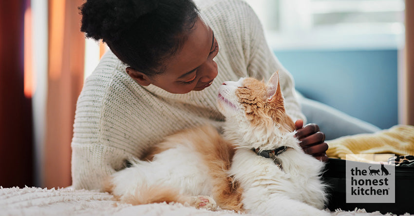 Choosing Sustainable Cat Food: Everything a Pet Owner Should Know – The Honest Kitchen