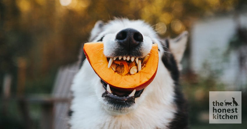 dog pumpkin