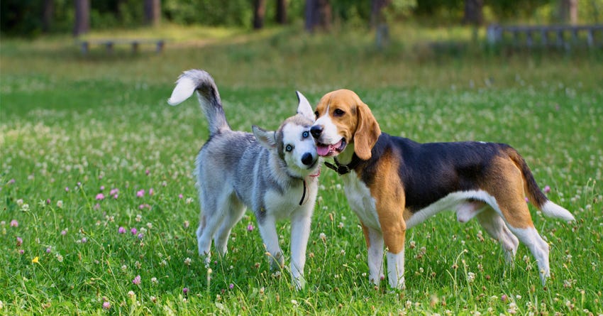 How to Protect your Pet from Toxins Found in Food and Treats