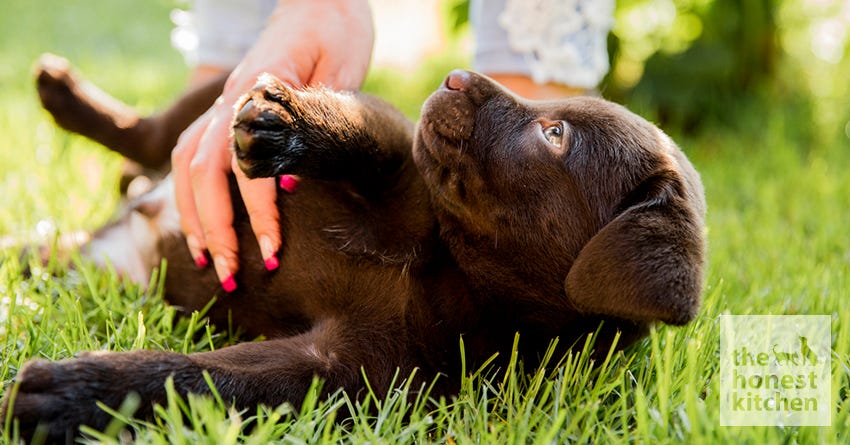 dog hands