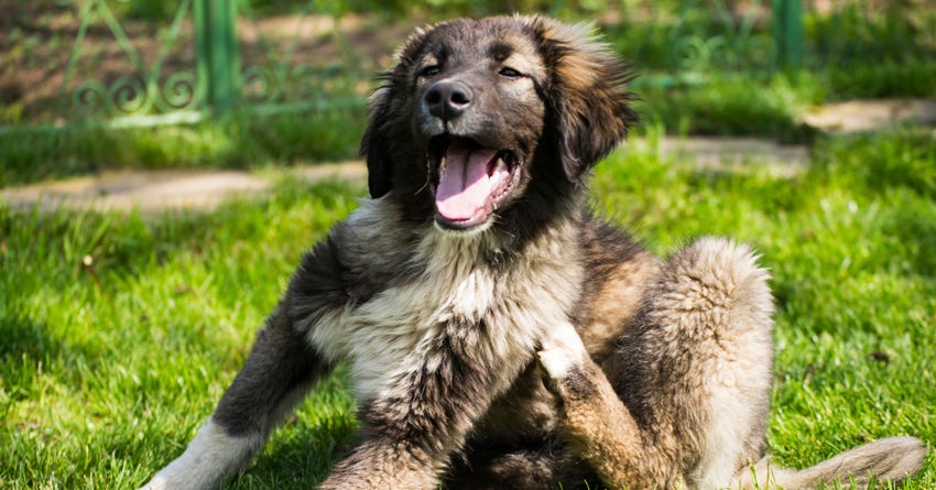 6 Ways to Treat Dog Skin Irritation