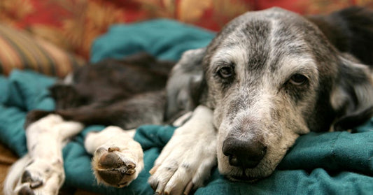 7 Tips For Making Your Home Senior Dog Friendly