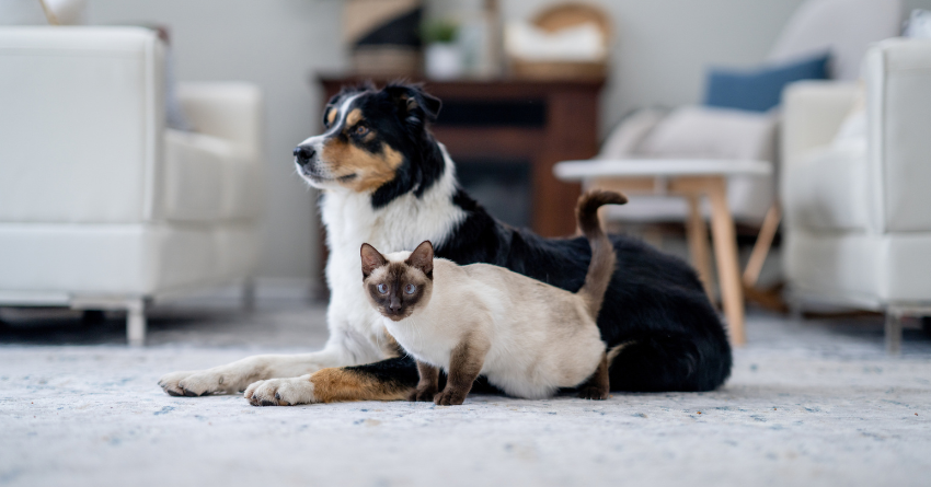 Dog and cat sitting on the floor next to each other