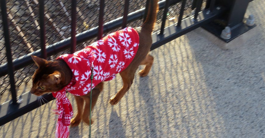 How to Get Your Cat Used to Walking on a Leash