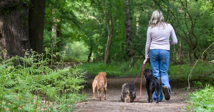 3 Tips for Giving Your Dogs Equal Attention