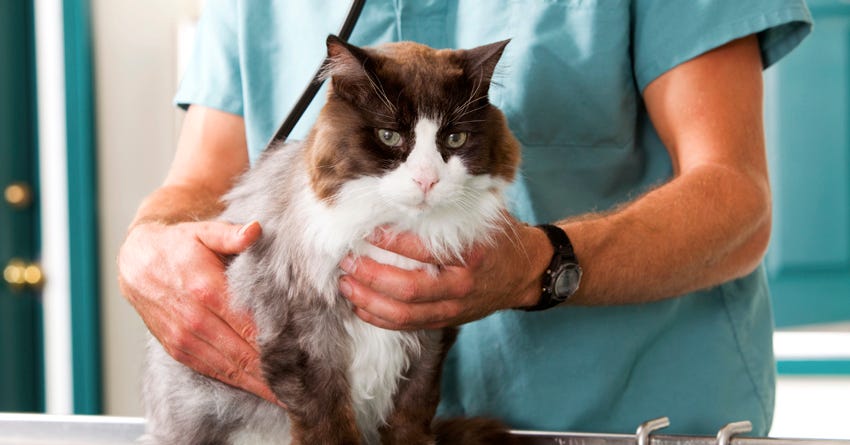 6 Feline-Friendly Tips For Choosing The Perfect Vet For Your Cat