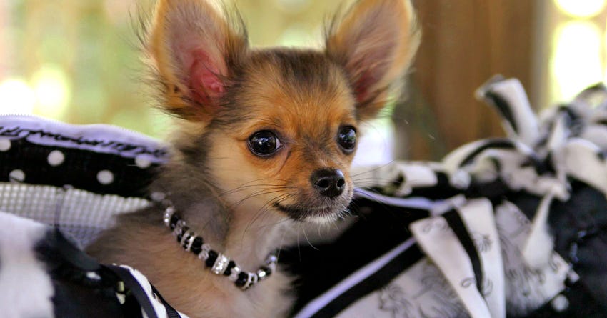 6 Snippy Signs Your Dog Has Small Dog Syndrome