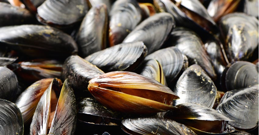 The Health Benefits Mussels Provide Canines & Felines