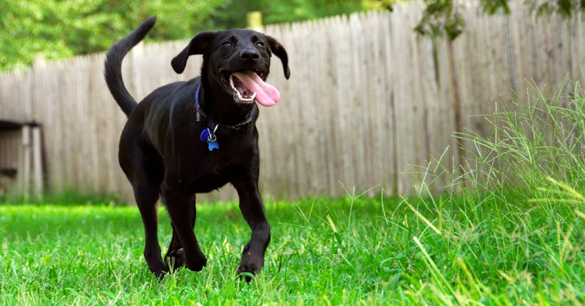 Pet-Safe Insect Repellents