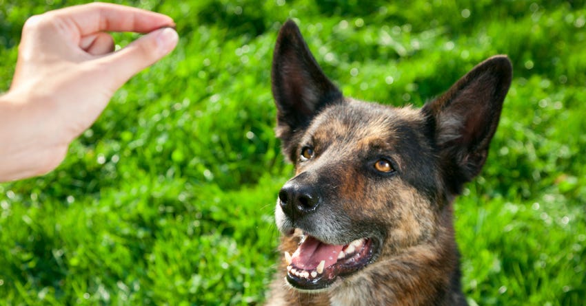 Dog Training:  6 Tips to Using a Lure and Reward Method