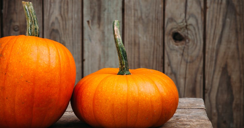 Recipe: Halloween Pumpkin Ginger Nibblers for Pups