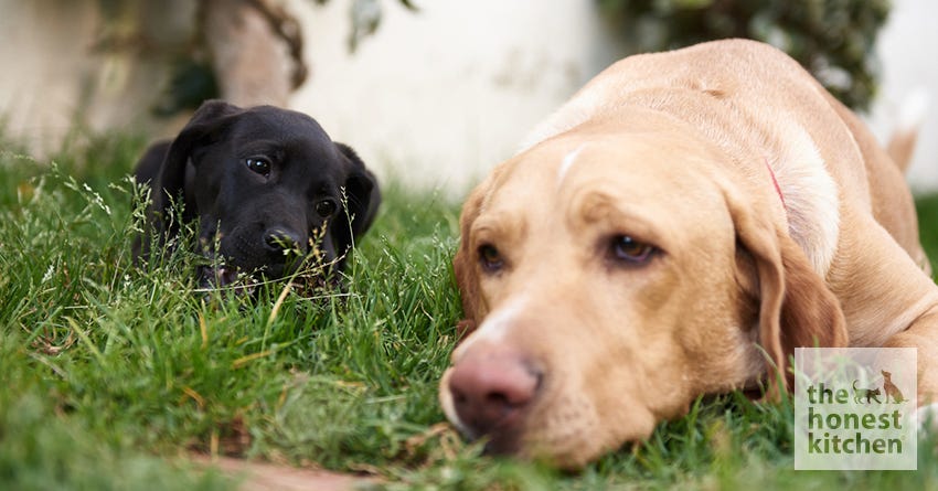 old dog and puppy