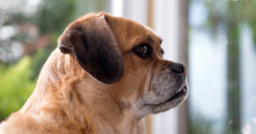 Canine Longevity: What Determines How Long a Dog Will Live?
