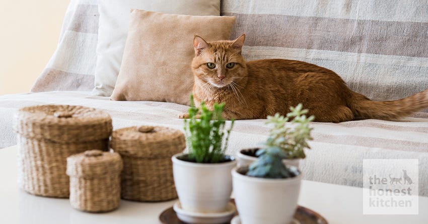 5 Ways to Be a ‘Pawsome' Pet Sitting Client