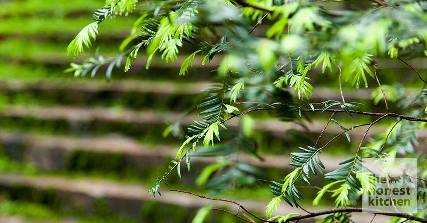 8 Plants That Are Poisonous to Pets