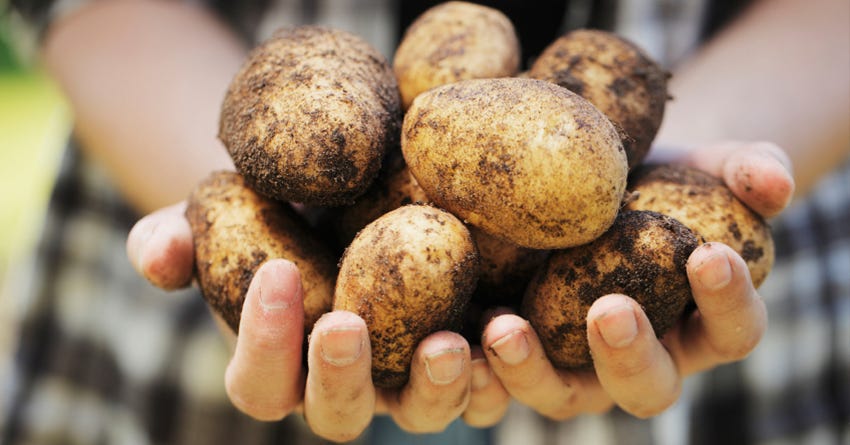 White potato for dogs