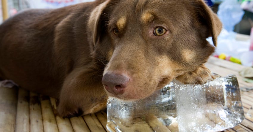 6 Hot Weather Safety Tips for Dogs