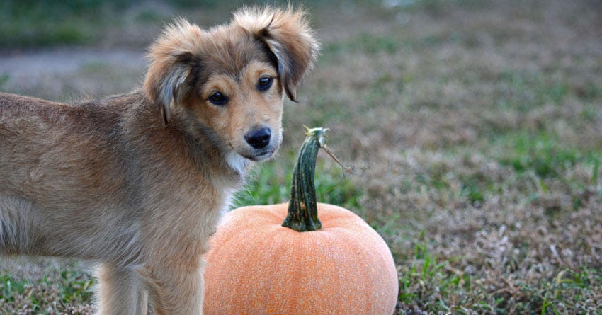 The Positive Health Benefits of Pumpkin for Our Pets