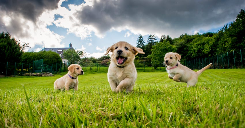 Expert Tips for Picking a Healthy Puppy