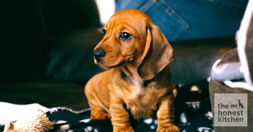 puppy proofing