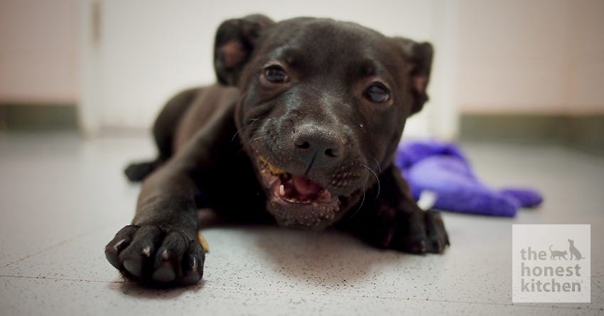 What You Need to Know about Puppy Class