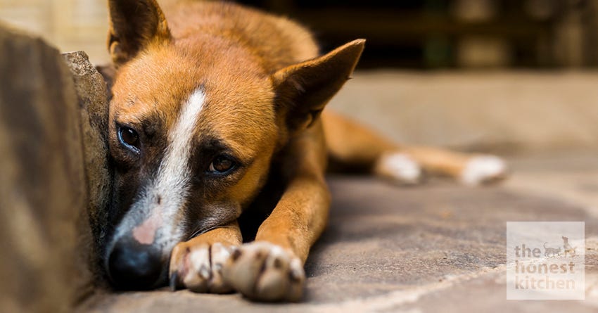 sad dog