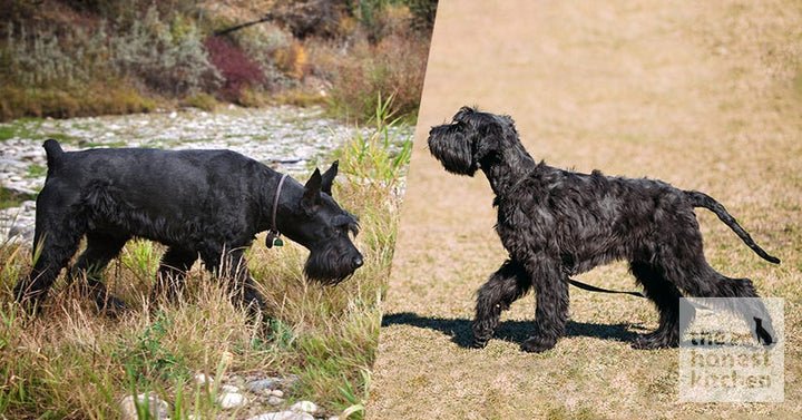 Giant Schnauzer