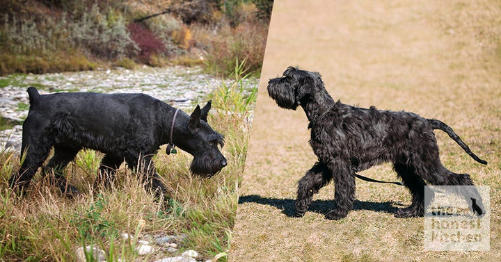 Giant Schnauzer