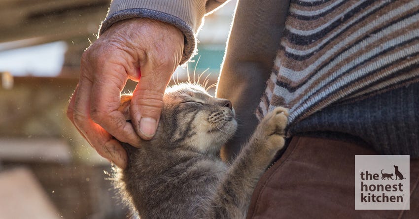 Why Cats are Therapeutic for Seniors