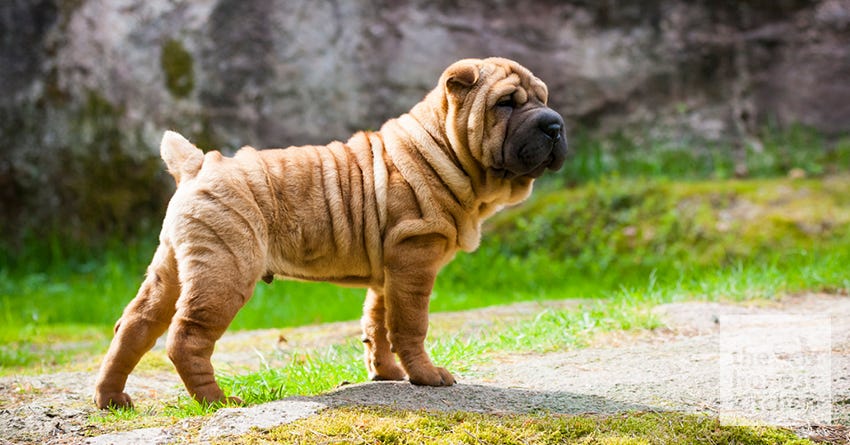 sharpei