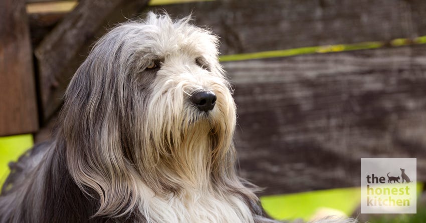 Why Some Dogs Have Fur Over Their Eyes