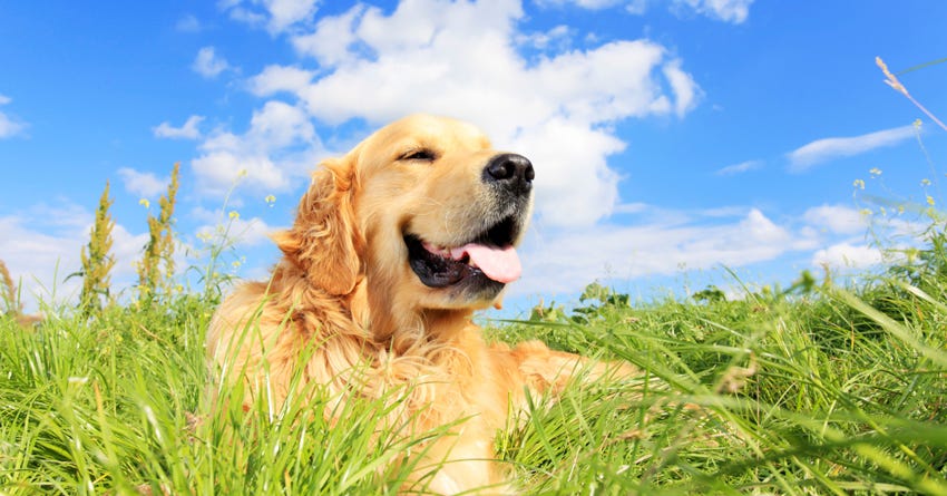 The Basics Every Pet Parent Should Know About Heat Stroke In Dogs
