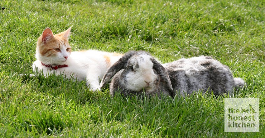 Can Your Cat Cohabitate with Other Small Animals?