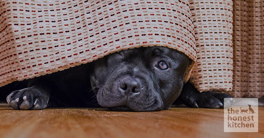 How to Keep Your Dog Calm During Thunderstorms