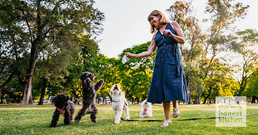 A woman training an older dog