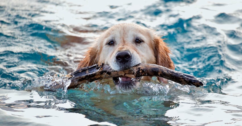 7 Tips to Teach Your Dog to Swim