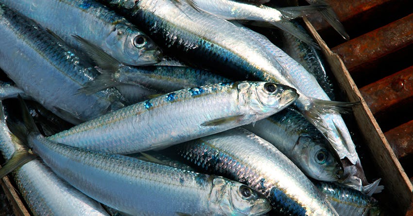 Recipe: Sardine Salad for Dogs &amp; Cats