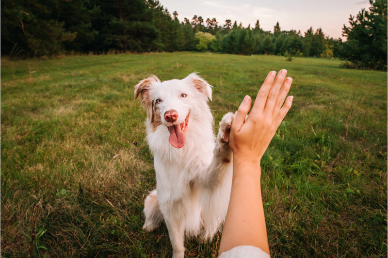 dog high fiving his owner 