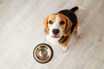 beagle staring up at you waiting for food