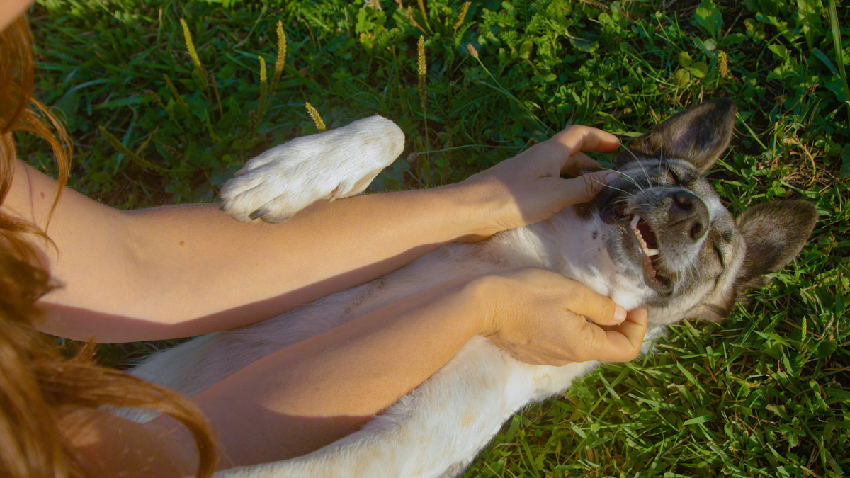 petting a silly dog while it lays on its back