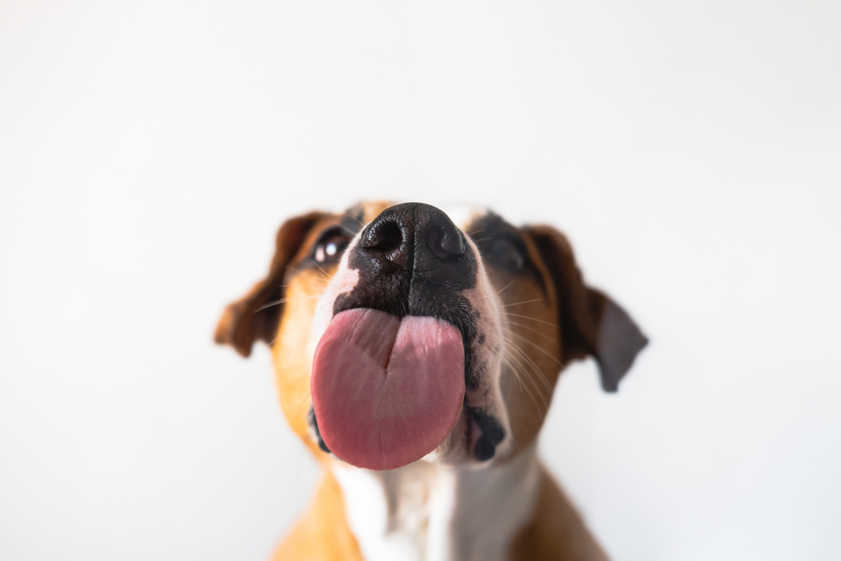 Dog licking the camera lens