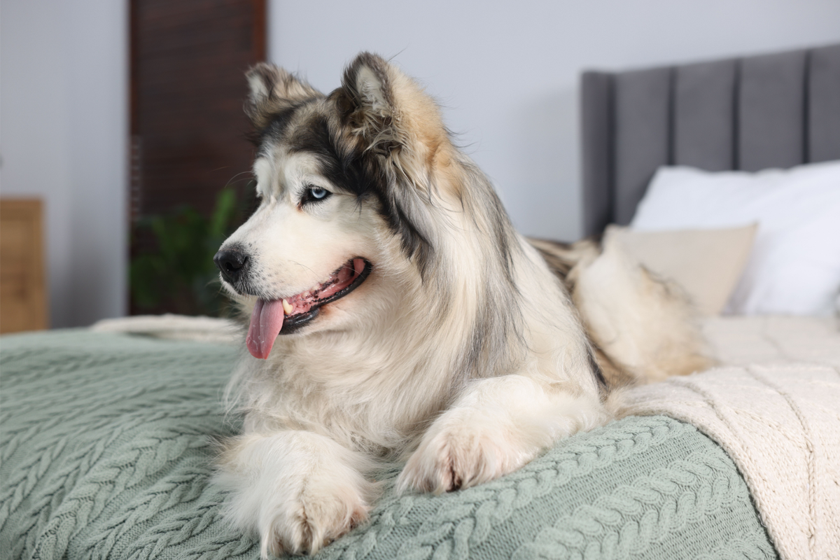 A husky sits on a bed happily 